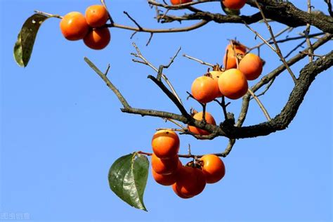 家門前有樹|門前種樹禁忌:這些樹千萬別種